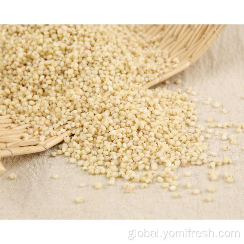 Sorghum Rice Healthiest Grains Of Rice Manufactory